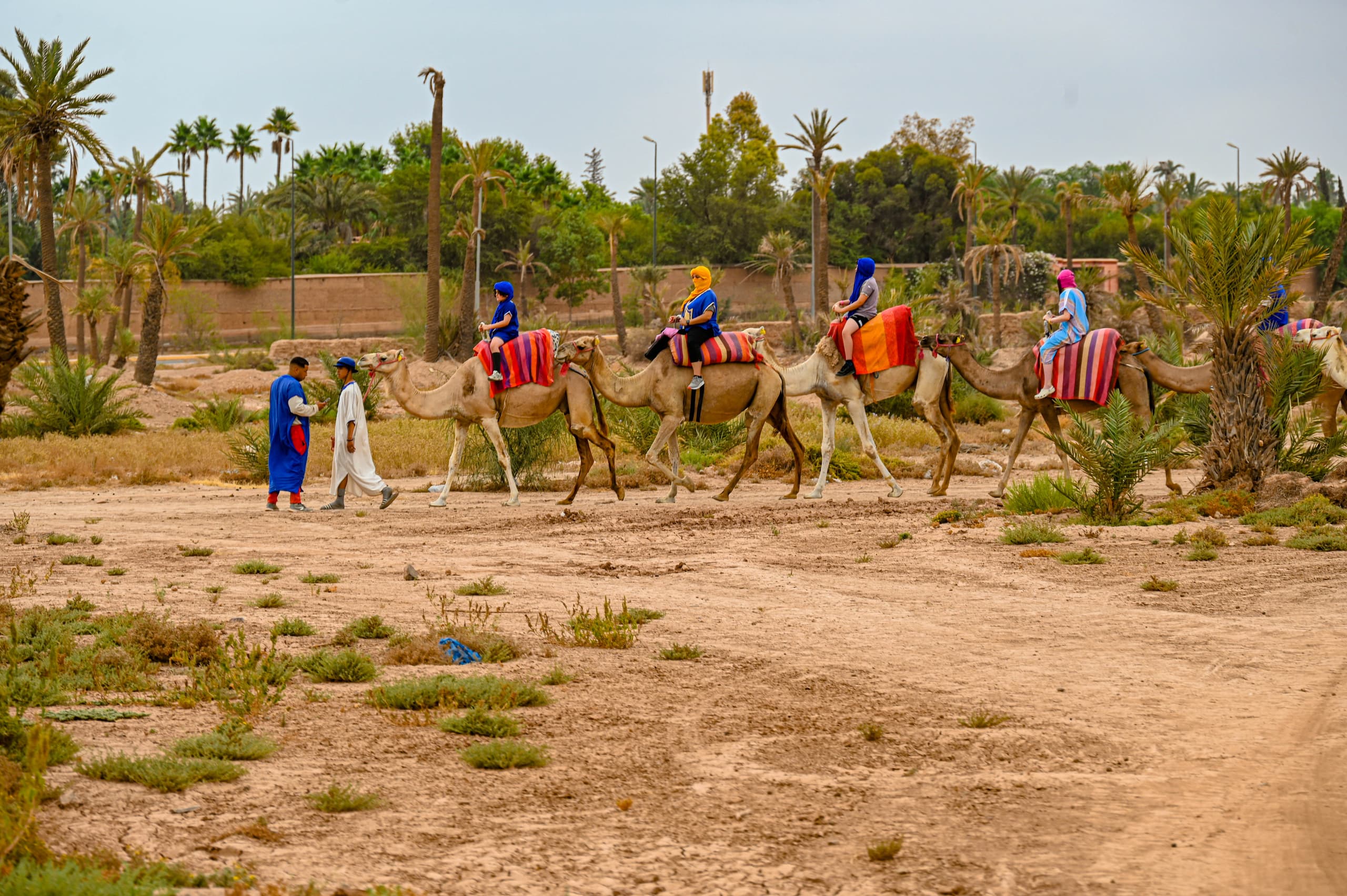 Camel Ride in Palmeraie of Marrakech – 1 Hour
